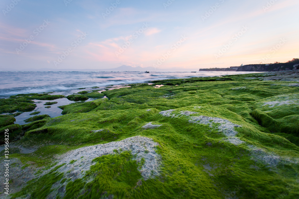 Rocky shore covered with green algae in the early morning with mountain views