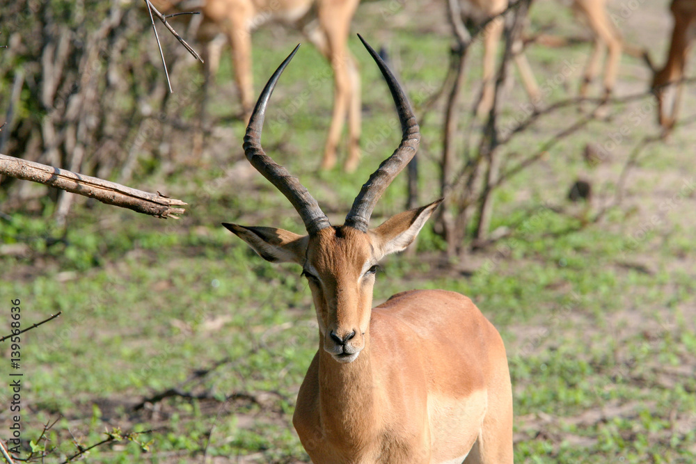 Kudu (Tragelaphus) Grazing in Chobe Park , Botswana Kudu (Tragelaphus) Grazing in Chobe Park , Botswana