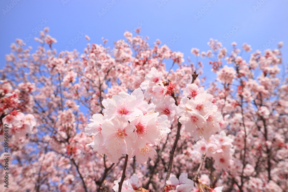 桜集団