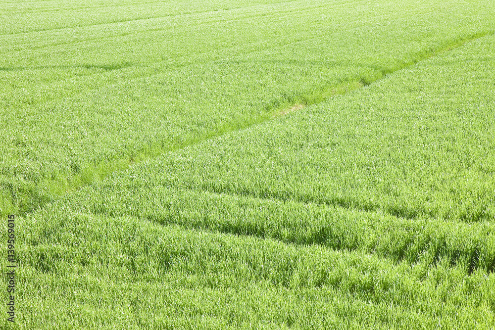 Green grass field backgrounds seen from above - image whit copy space