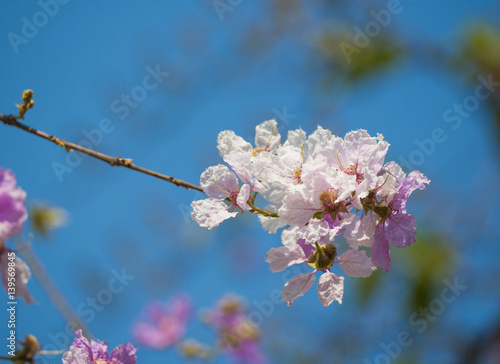 Lagerstroemia flower tree on blue sky background