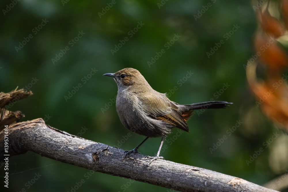 Indian robin perching on a branch, Ranthambore National Park, India Indian robin perching on a branch, Ranthambore National Park, India