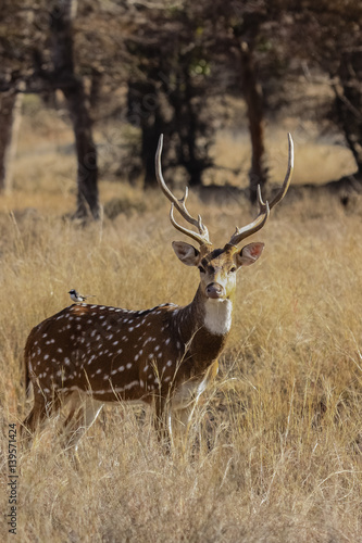 Male Spotted deer  facing  in brown grass  Ranthambore National Park  India