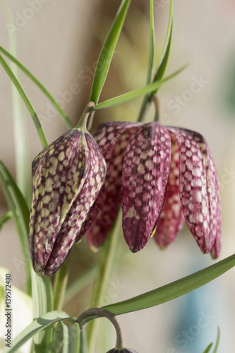 Schachbrettblume