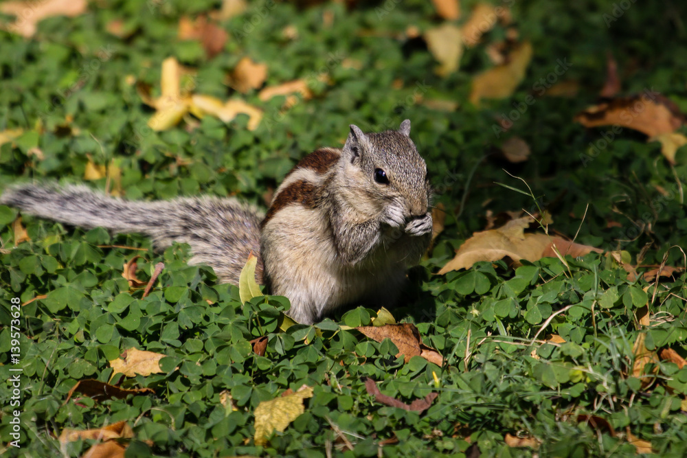 Close up of Five striped palm squirrel nibbling in the grass, Ranthambore National Park, India Close up of Five striped palm squirrel nibbling in the grass, Ranthambore National Park, India