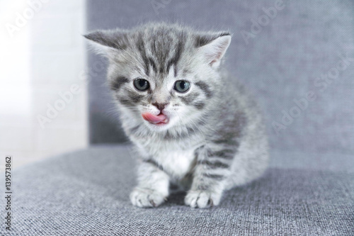 Striped kitten showing tongue. kitten licking
