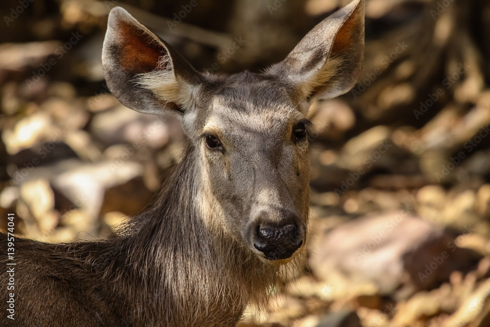 Portrait of a female Sambar deer in the forest, Ranthambore National Park, India Portrait of a female Sambar deer in the forest, Ranthambore National Park, India