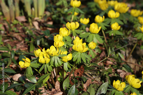 Winter aconite / Eranthis hyemalis grows in Southern Europe, the picture is taken in Germany.