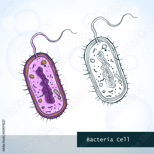 Structure of bacteria cell. Vector illustration