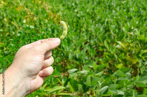 Hand holding a green soybean pod on a plantation