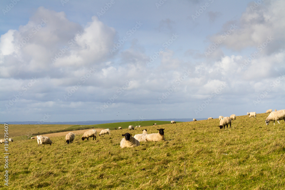 Fototapeta premium Grazing Sheep