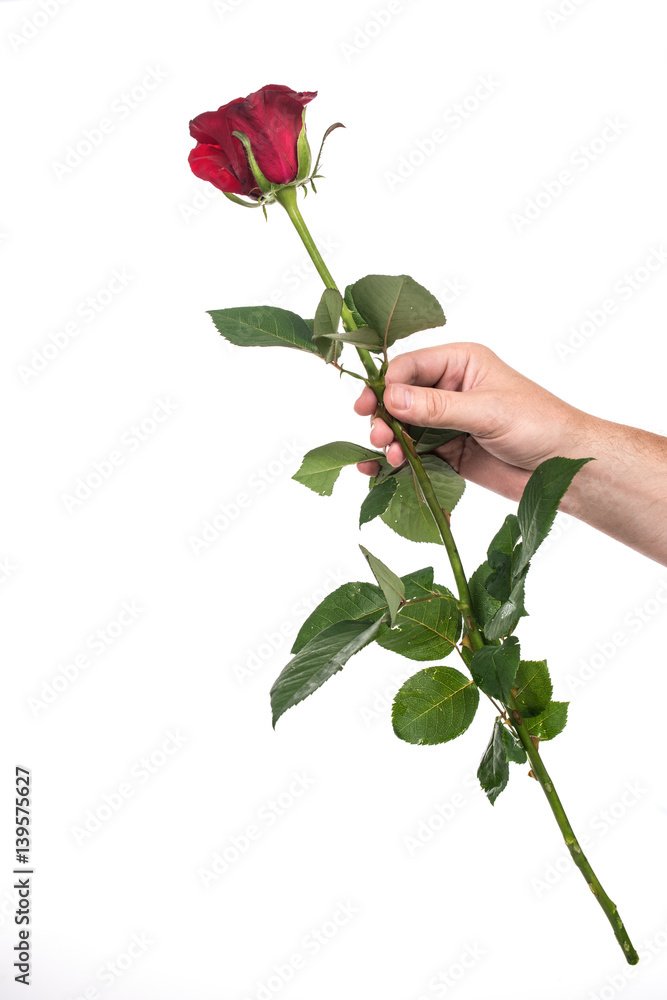 Obraz premium Man's hand holding a red rose, isolated on white background