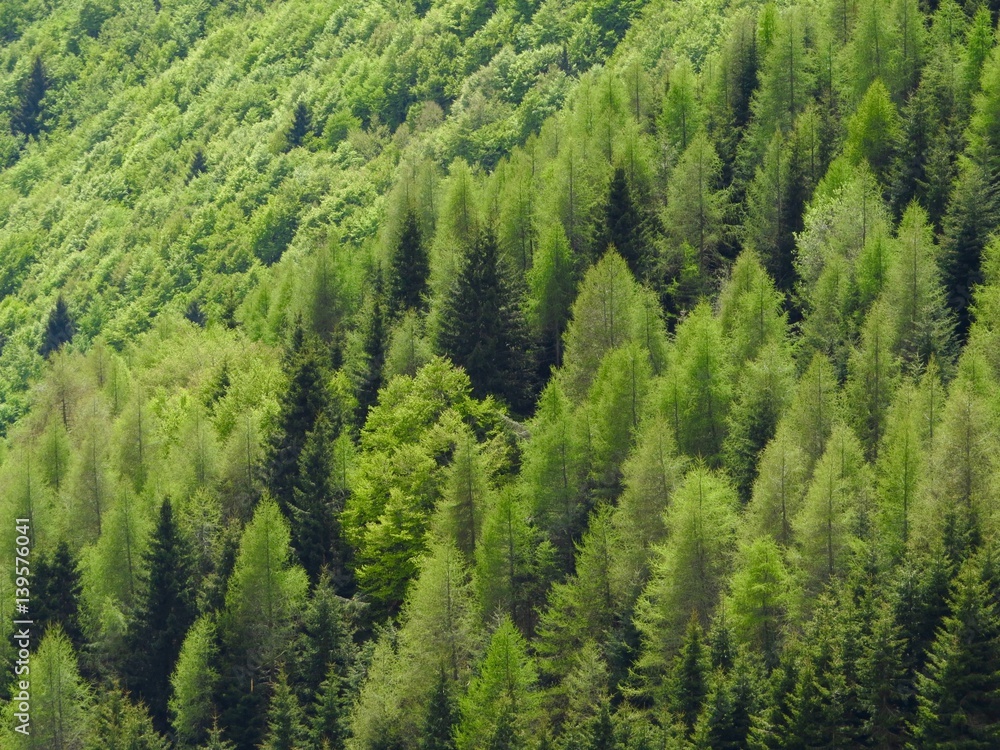 Fototapeta premium Forest of larches and firs