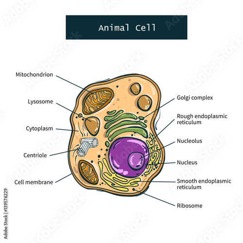 Structure of animal cell on white background. Vector illustration