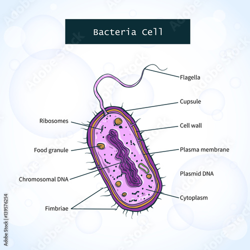 Structure of bacteria cell. Vector illustration