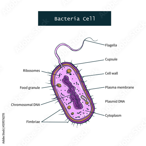 Structure of bacteria cell on white background. Vector illustration