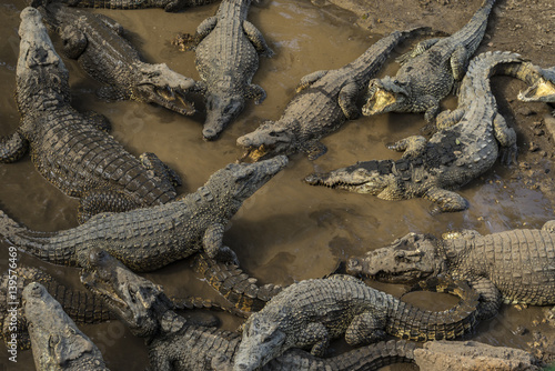 cuban crocodile