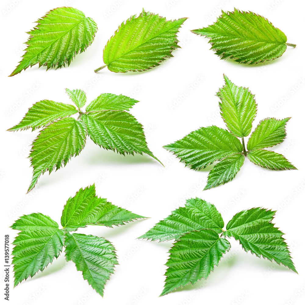 Blackberry leaves isolated on white background Blackberry leaves isolated on white background