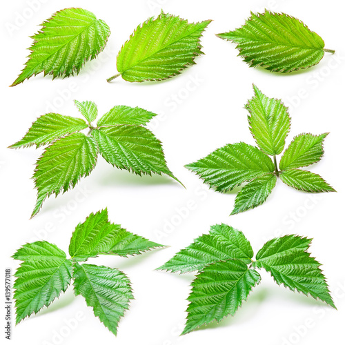 Blackberry leaves isolated on white background