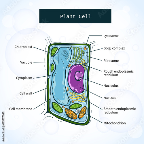 Structure of plant cell. Vector illustration