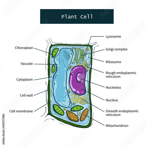 Structure of plant cell on white background. Vector illustration