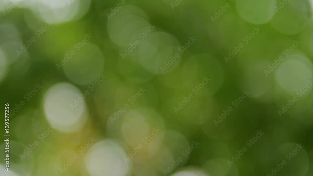 Unfocused tree leafs, green background and texture Unfocused tree leafs, green background and texture