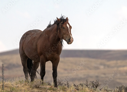 Wild Horse © Ronnie Howard