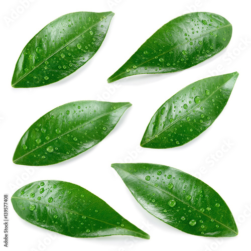 Citrus leaves with drops isolated on a white background. Collection. Full depth of field.
