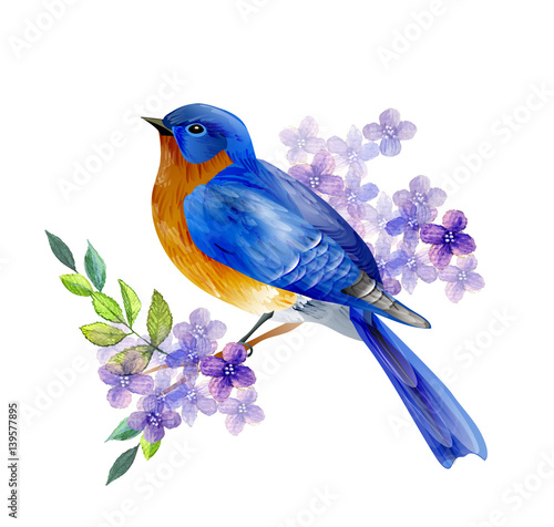 Bird of Spring vector photo