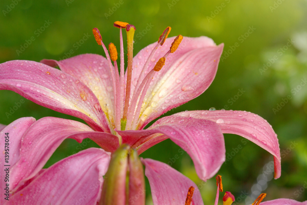 Pink Lilies flower closeup.