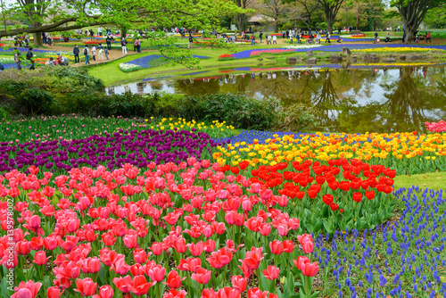 Fototapeta Naklejka Na Ścianę i Meble -  チューリップ