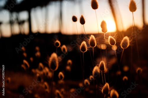 Sonnenuntergang mit Pflanzen im Vordergrund