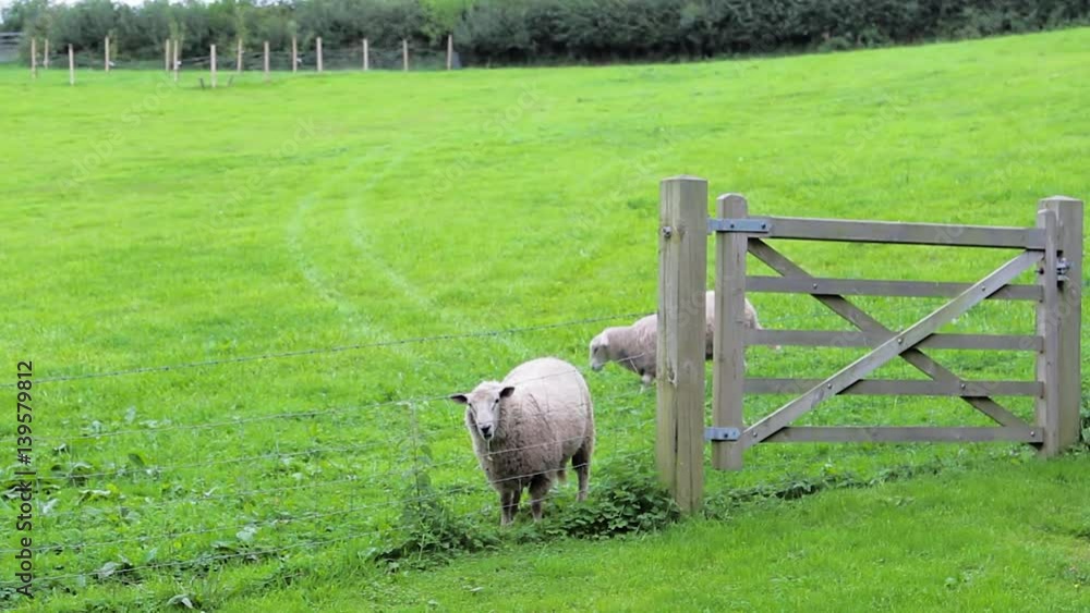 Two Sheep in Grassy Green Field Behind Gate One has Bad Leg Two Sheep in Grassy Green Field Behind Gate One has Bad Leg