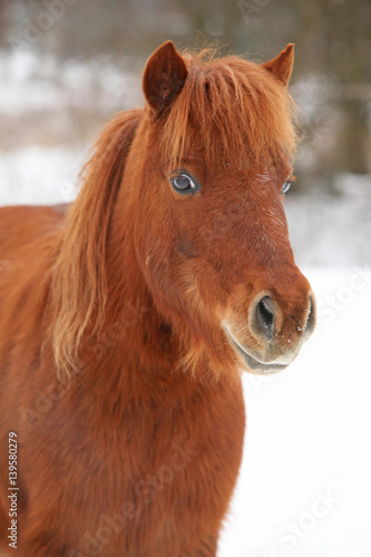 Beautiful chestnut pony in winter