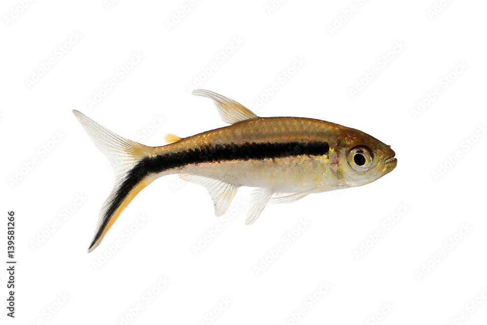 Fototapeta premium Penguin tetra Thayeria boehlkei blackline penguinfish aquarium fish 