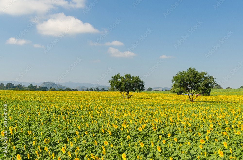 Sunflower field and blue sky in the morning