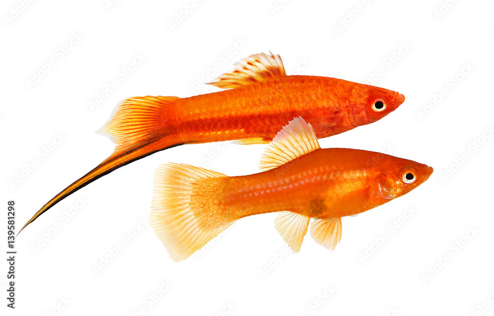 Fototapeta premium Red Swordtail pair Xiphophorus Helleri Male Female aquarium fish isolated on white 