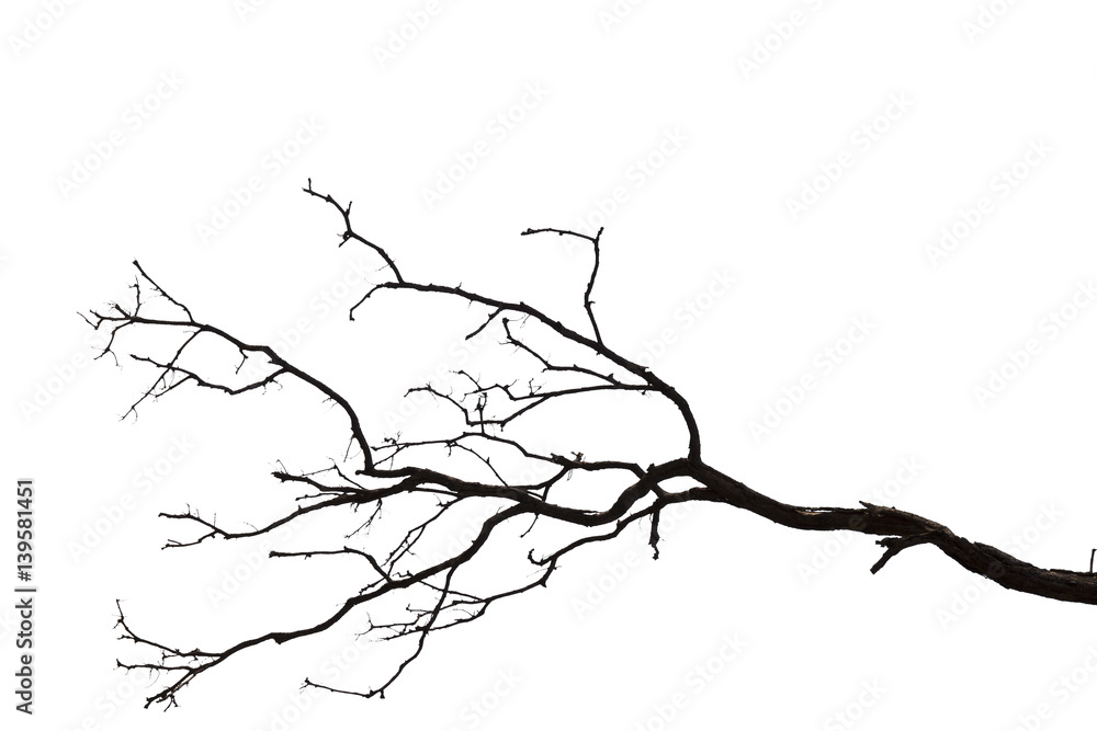 Dead branches , Silhouette dead tree or dry tree on white background with clipping path. Dead branches , Silhouette dead tree or dry tree on white background with clipping path.