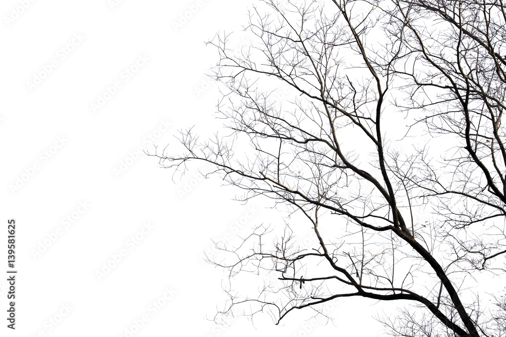 Dead branches , Silhouette dead tree or dry tree on white background with clipping path. Dead branches , Silhouette dead tree or dry tree on white background with clipping path.