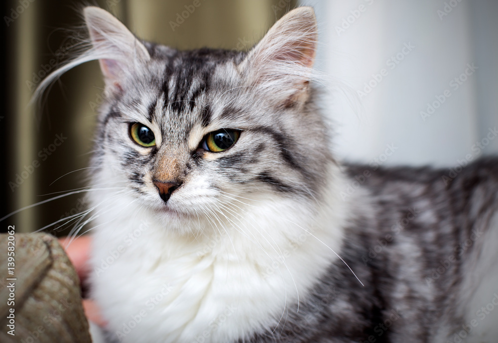 Fluffy Grey Cat with green eyes portrait close up