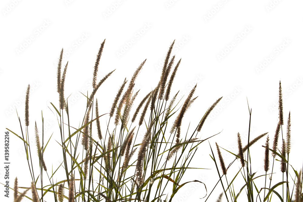 Grass flower isolate on white background. Grass flower isolate on white background.