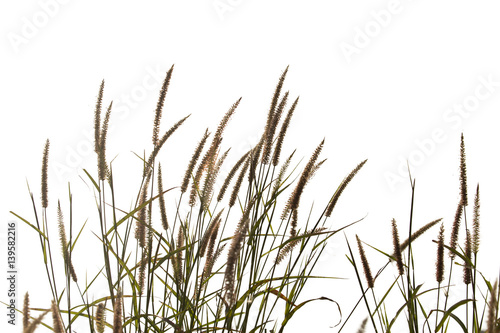 Grass flower isolate on white background. © krsprs