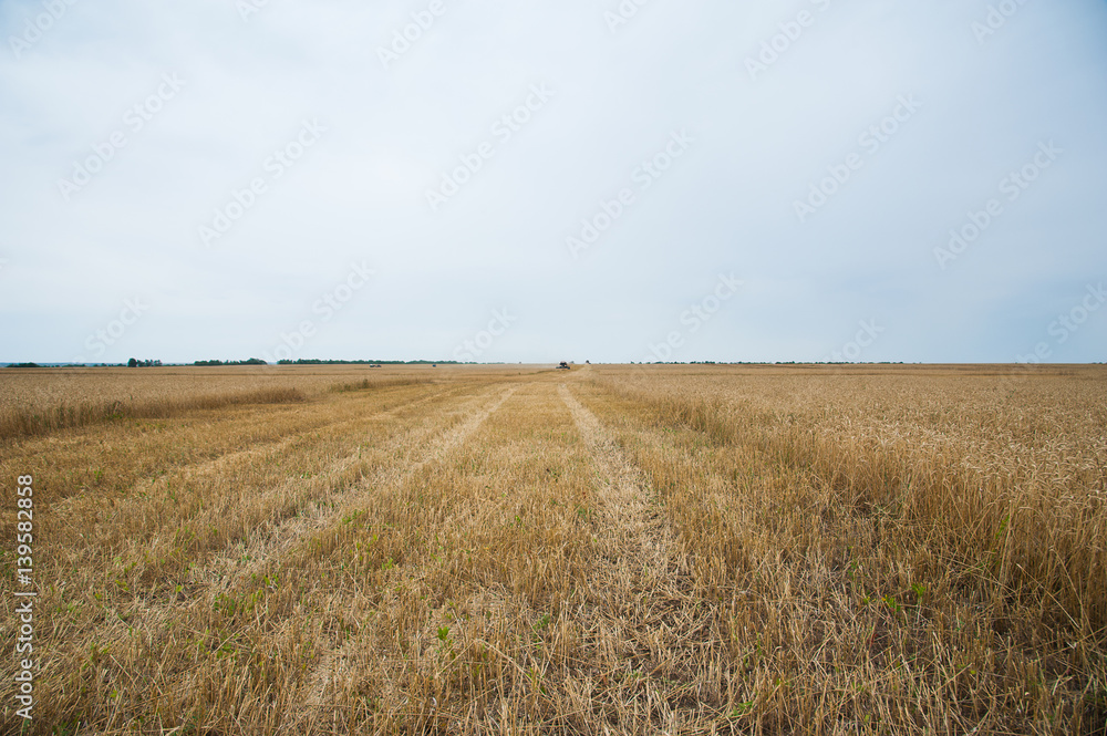 Gold wheat field