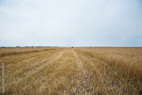 Gold wheat field