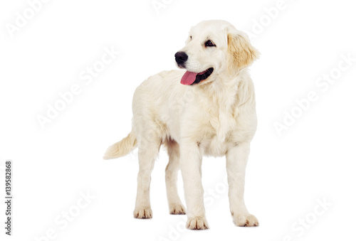 Golden Retriever looking