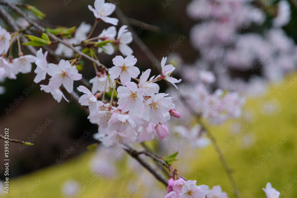 Obraz premium 東京 小石川後楽園 シダレザクラ