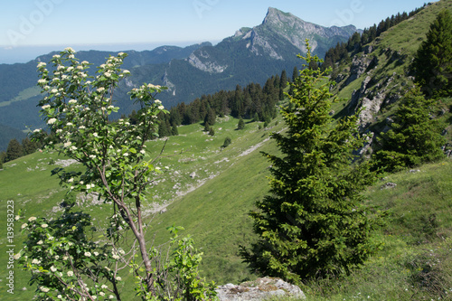 pass of pravouta,saint pierre de chartreuse,isere,france photo