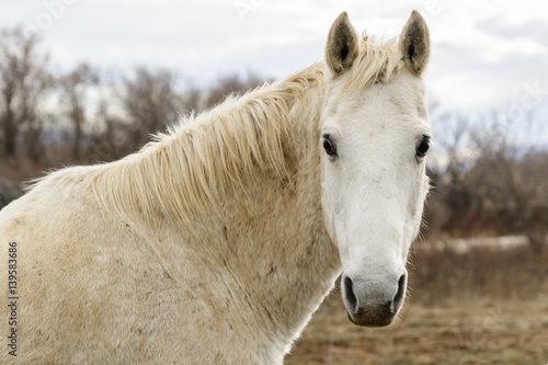 Horses in Montana © Pete