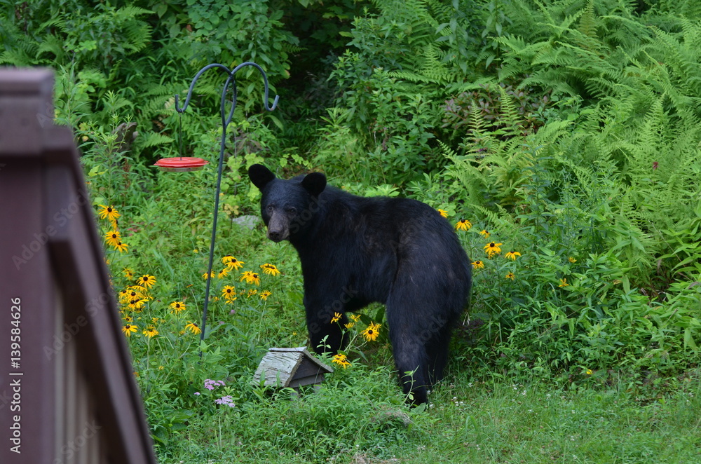 Naklejka premium Bear Food