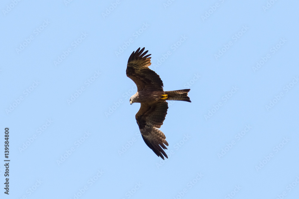 Fototapeta premium Schwarzmilan an der Müritz